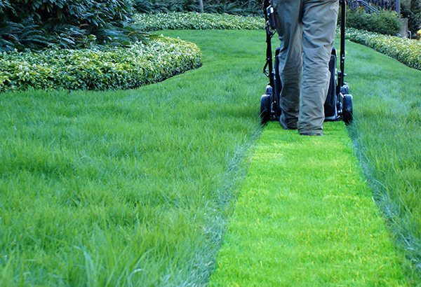 do-you-mow-the-lawn-or-cut-the-grass