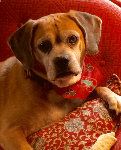 My charming puggle, Tripp