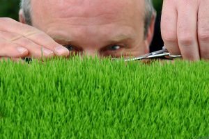 Do You Mow the Lawn or Cut the Grass?