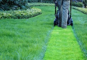 Do You Mow the Lawn or Cut the Grass? 