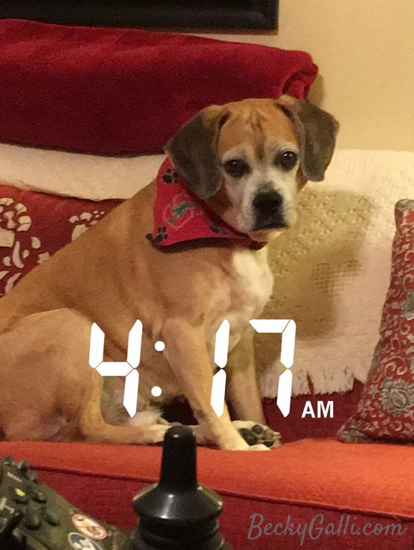 What My Puggle Taught Me This Week