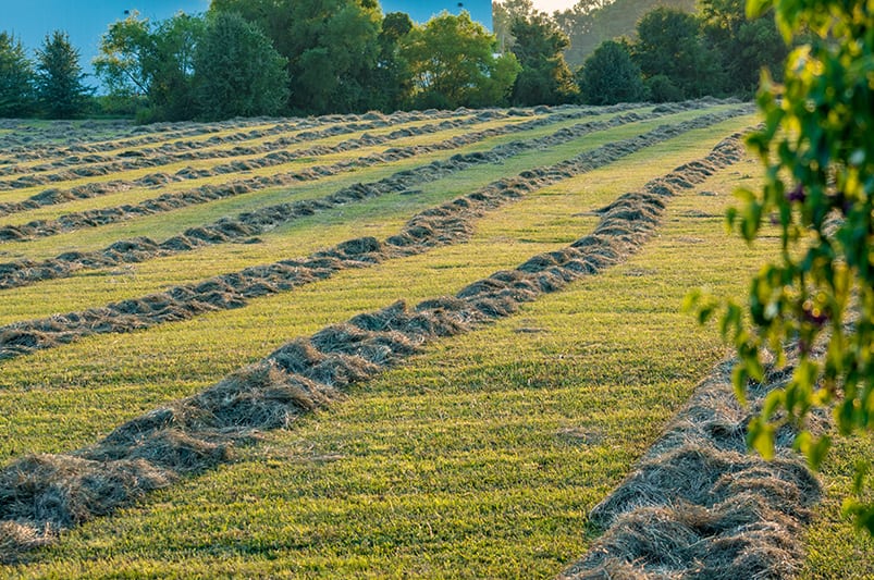 August Break: Unbaled Hay