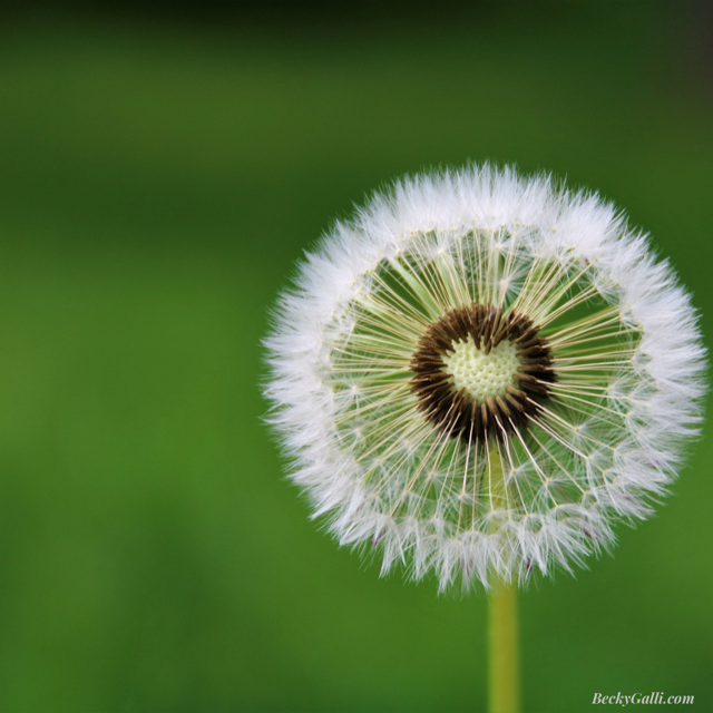 The Surprising Power of Focus, and Weddings