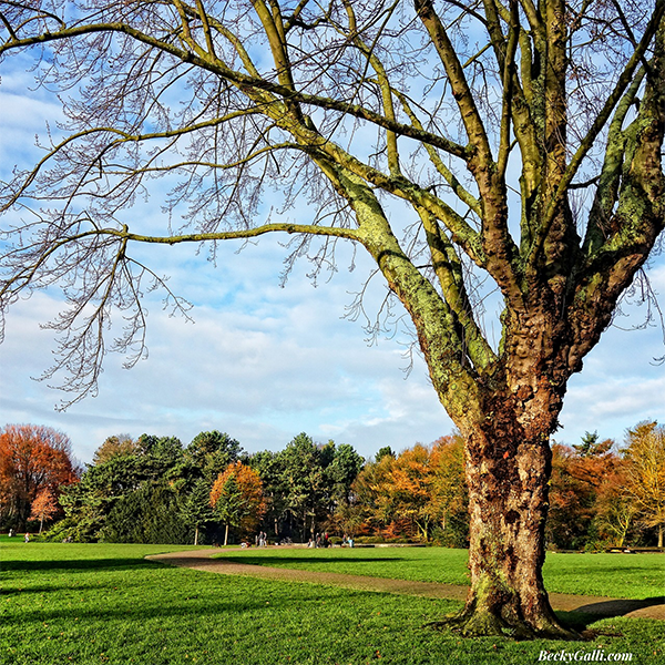 The Wisdom of Trees