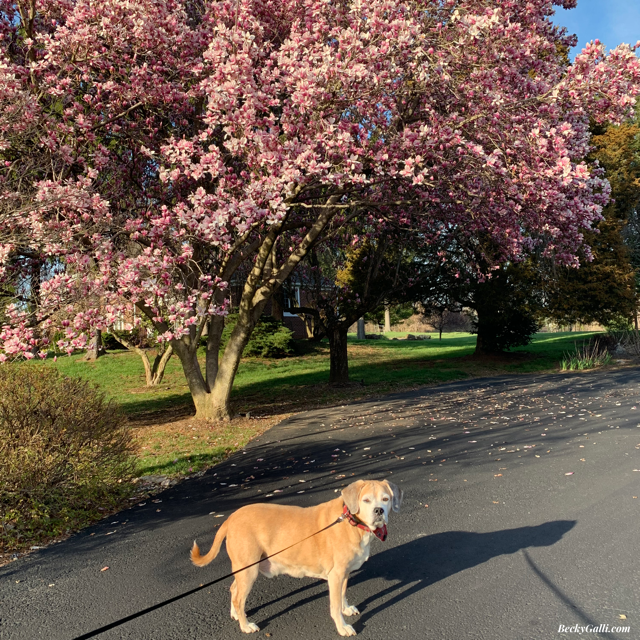 I take my faithful companion, Tripp, and we go outside.