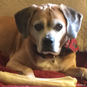 Tripp, my aging puggle’s faithful gaze.