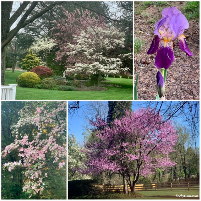 The start of spring in my yard.