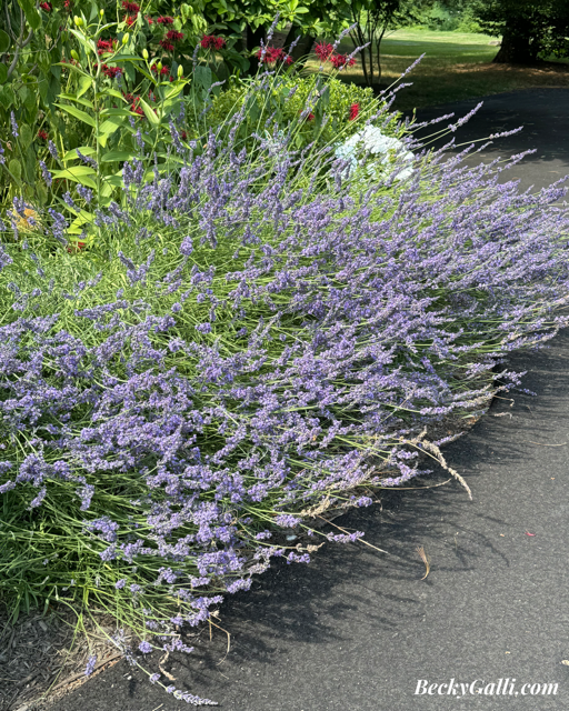 Flourishing Garden