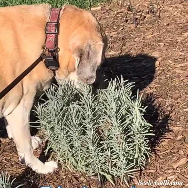 Tripp smelling lavender