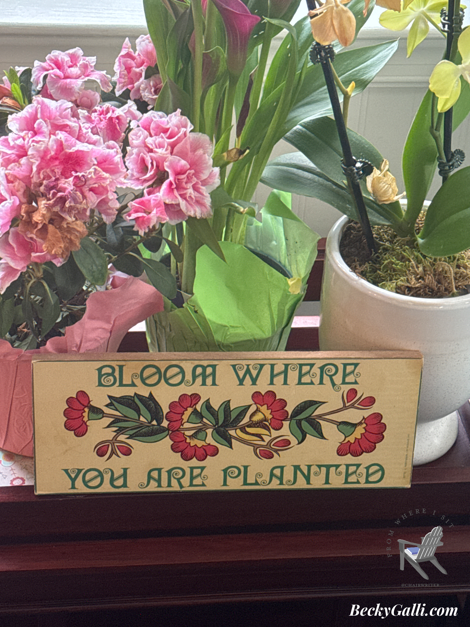 Bloom Where You Are Planted