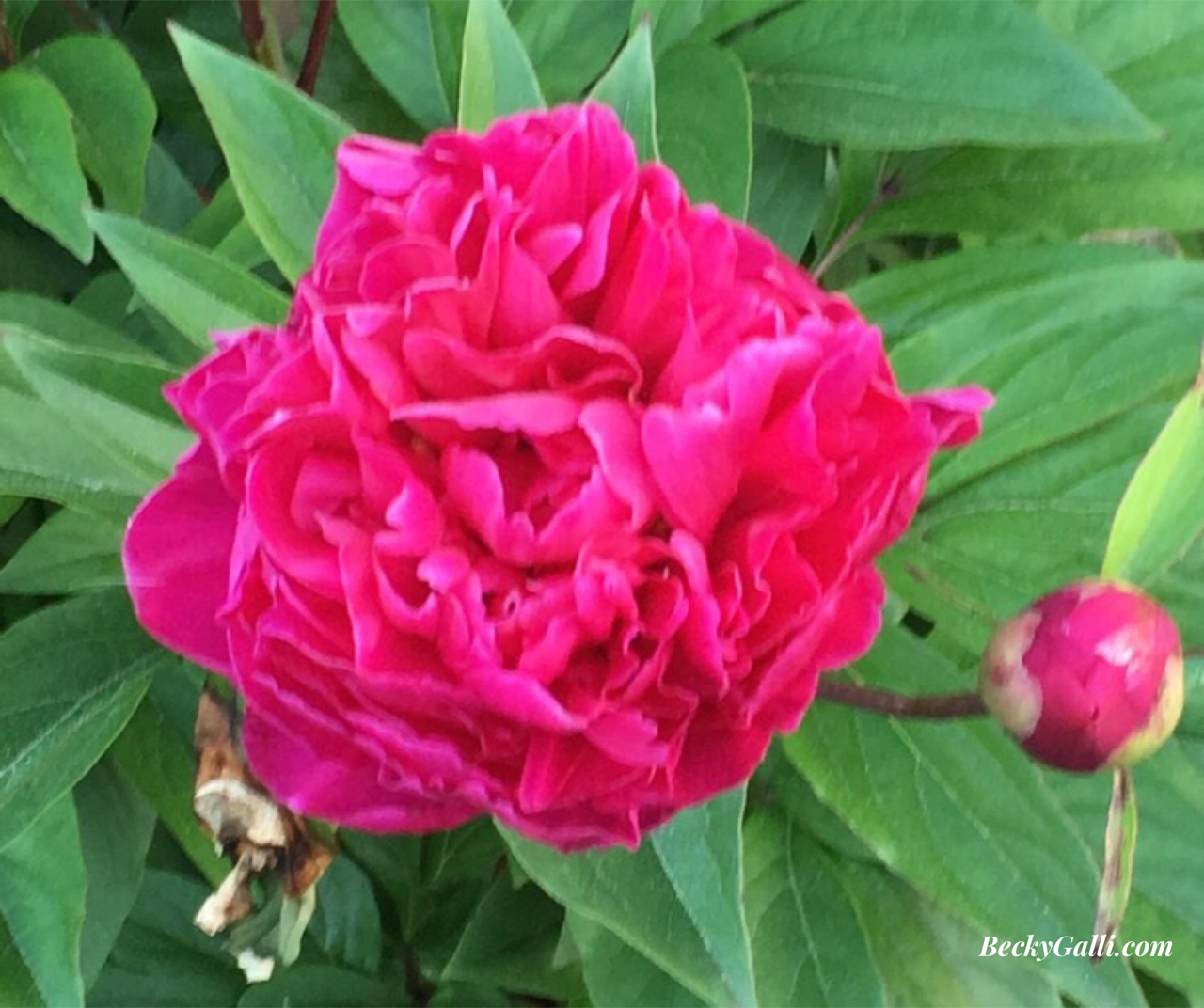 Is It Time to Bloom? Mom’s Timeless Words