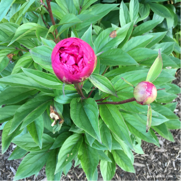 we bloom, right on time